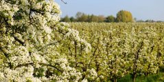 fruitteelt boomgaard, foto Shutterstock