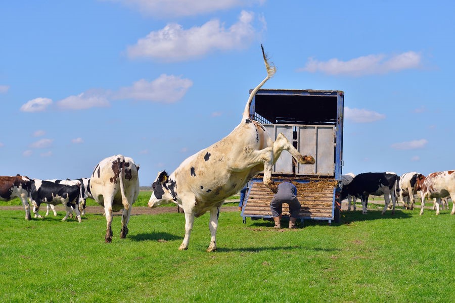 dierenwelzijn.jpg