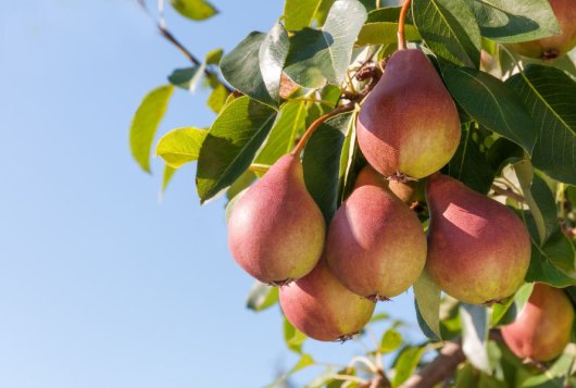 Peren, foto Shutterstock