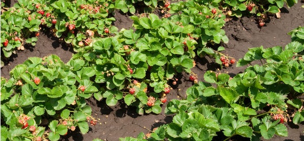 aardbeien, foto shutterstock