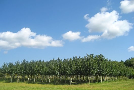 Boomkwekerij, foto Shutterstock