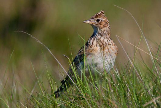 veldleeuwerik, foto Shutterstock