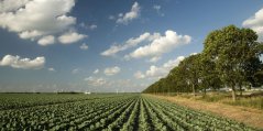 Kool, veld, foto Shutterstock