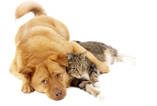 hond en kat, foto Shutterstock